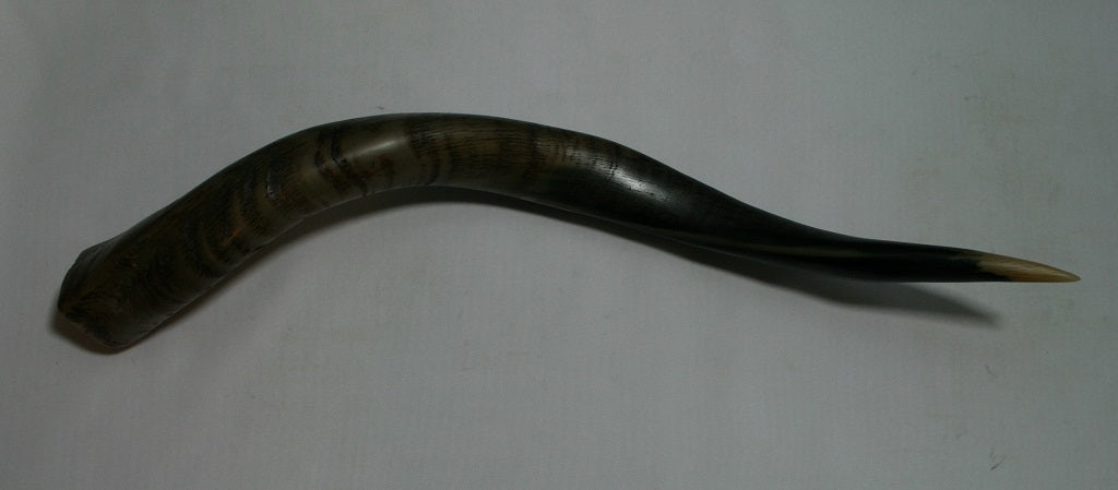 NB500LT6 Kudu Whole Horn