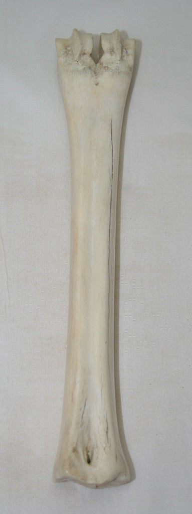 NB601S1 Wildebeest Bone
