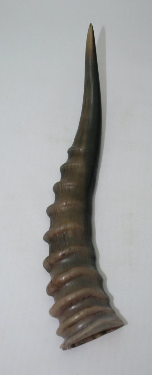 NB301S25 Blesbok Whole Horn