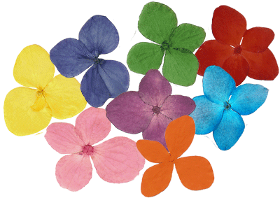 Pressed Flowers And Leaves