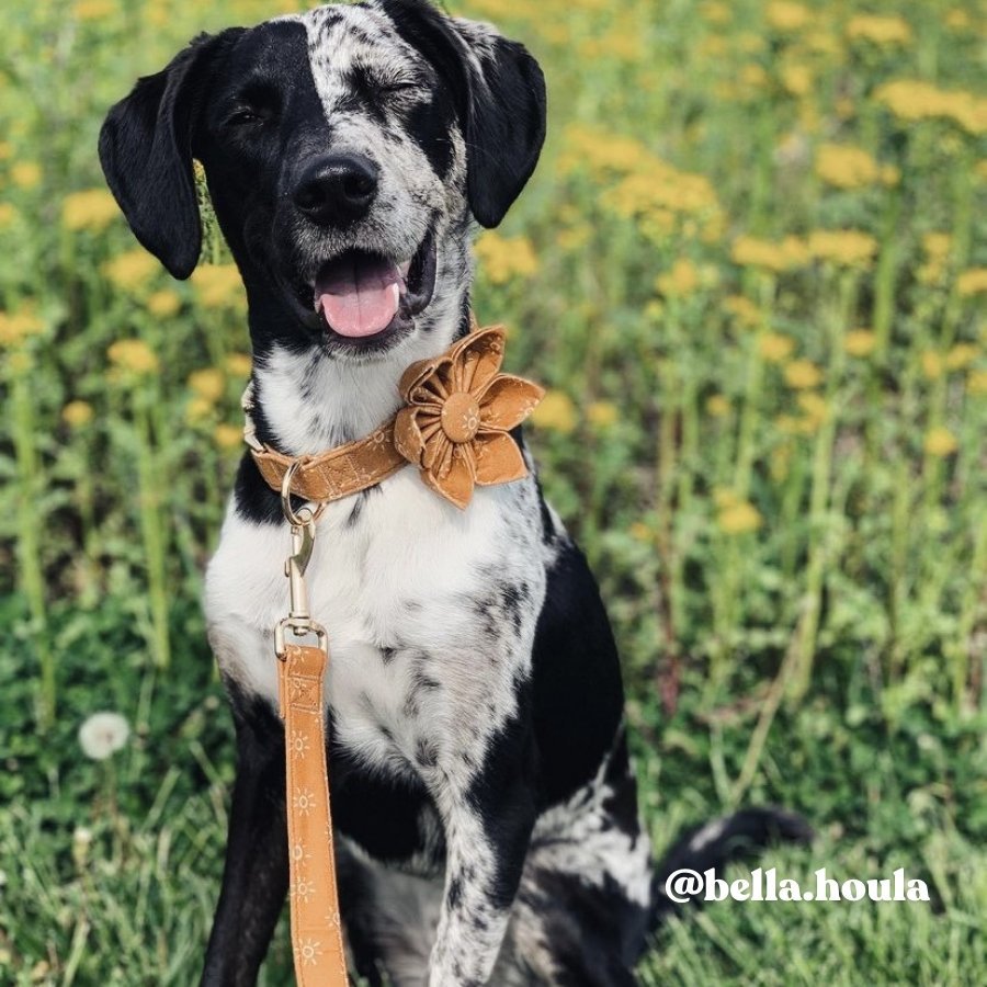 Suns Flower Unbreakable Collar? & Leash Set