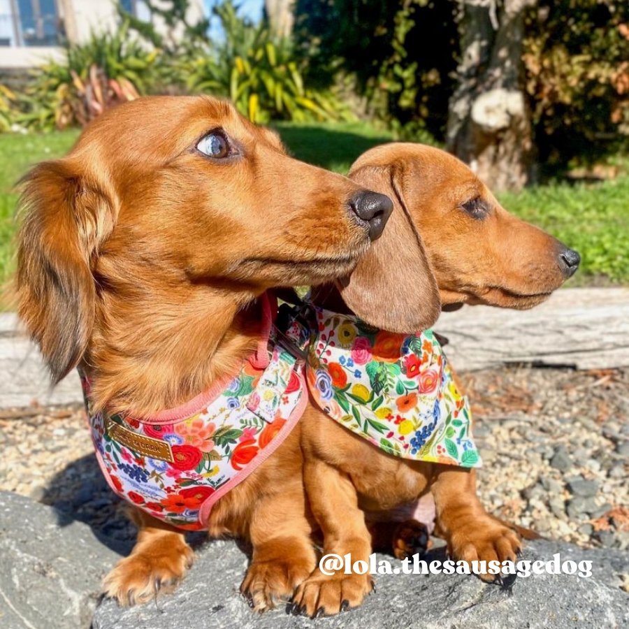 Morning Floral Lockable Harness?