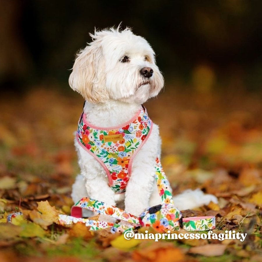 Morning Floral Lockable Harness?