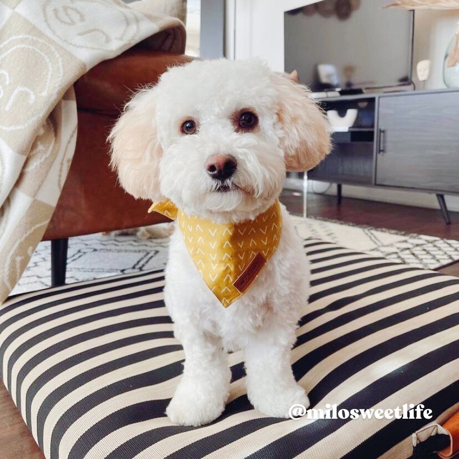 Yellow Arrow Bandana