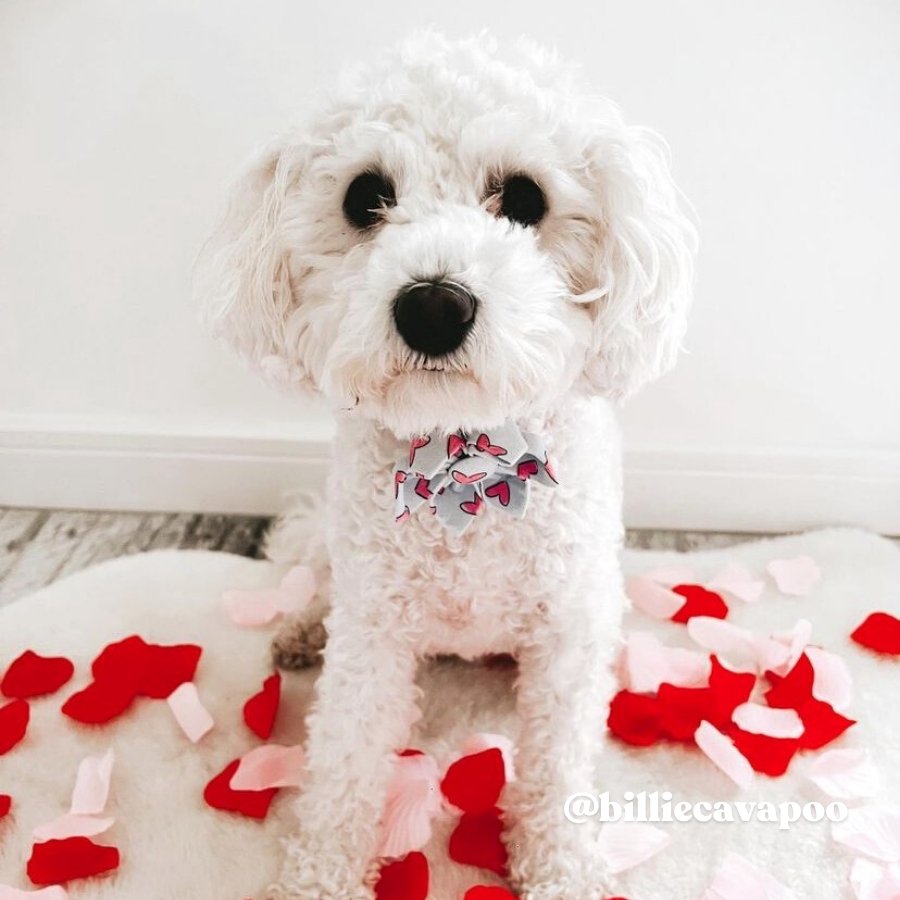 Puppy Love Flower Unbreakable Collar?