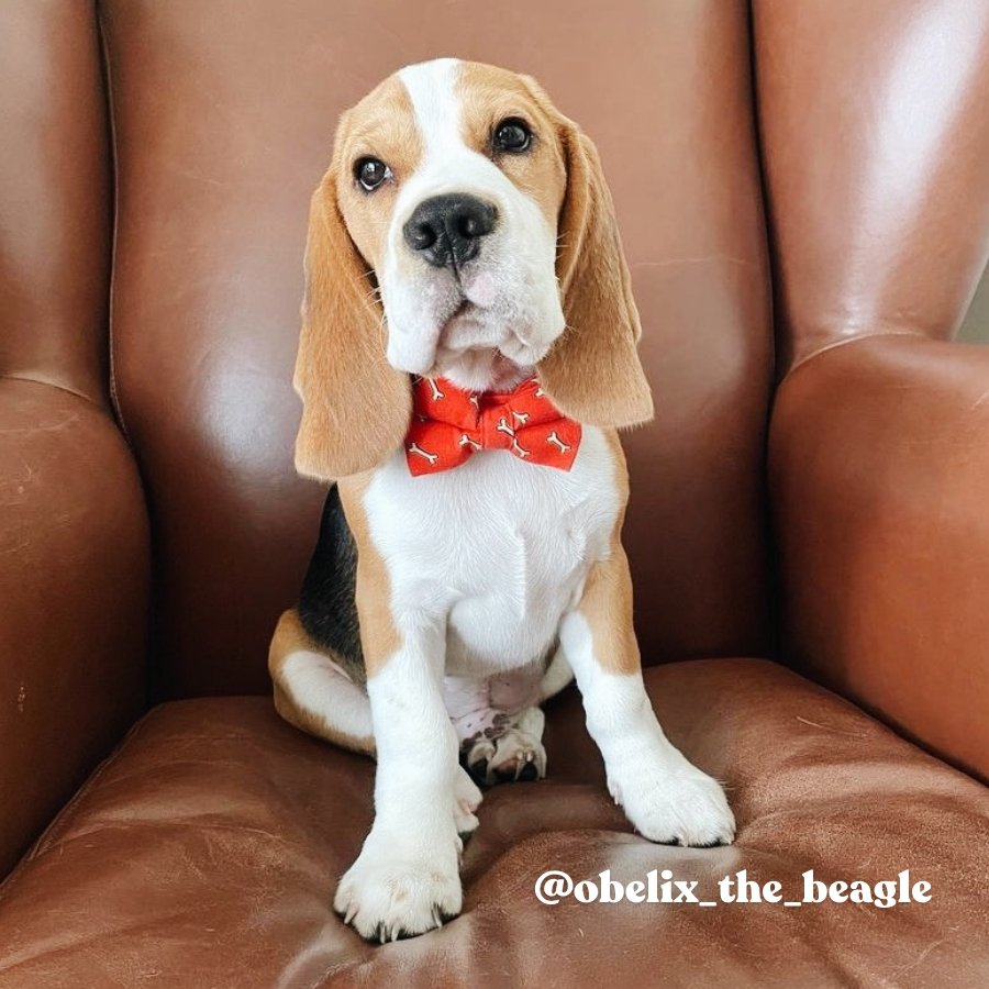 Fetch Bowtie Unbreakable Collar? & Leash Set