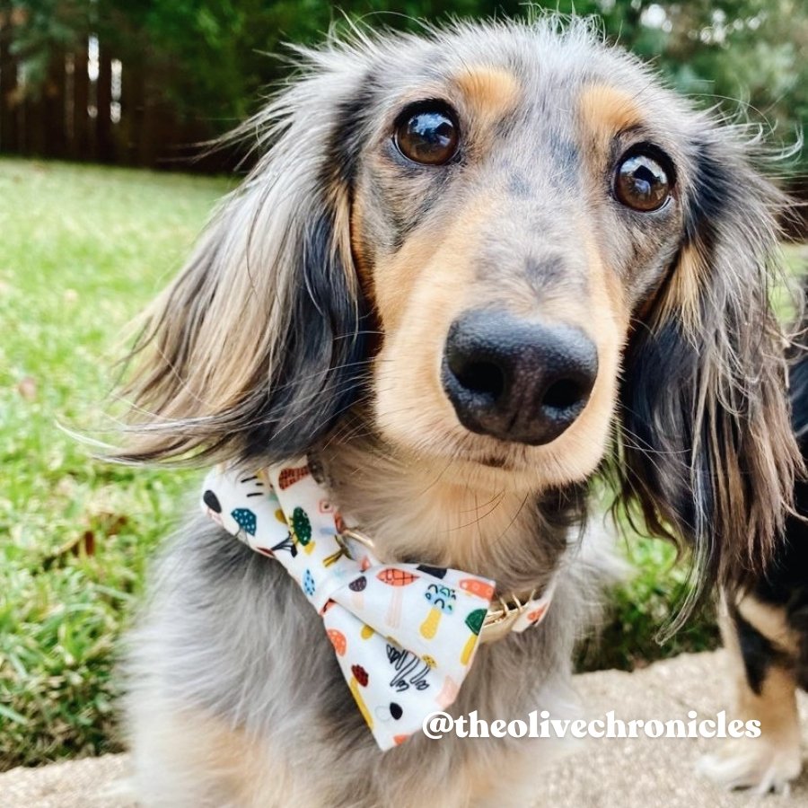 Forest Mushroom Bowtie Unbreakable Collar? & Leash Set