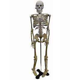 SK046 - HUMAN SKELETON -18 (46CM) HEIGHT WITH STAND