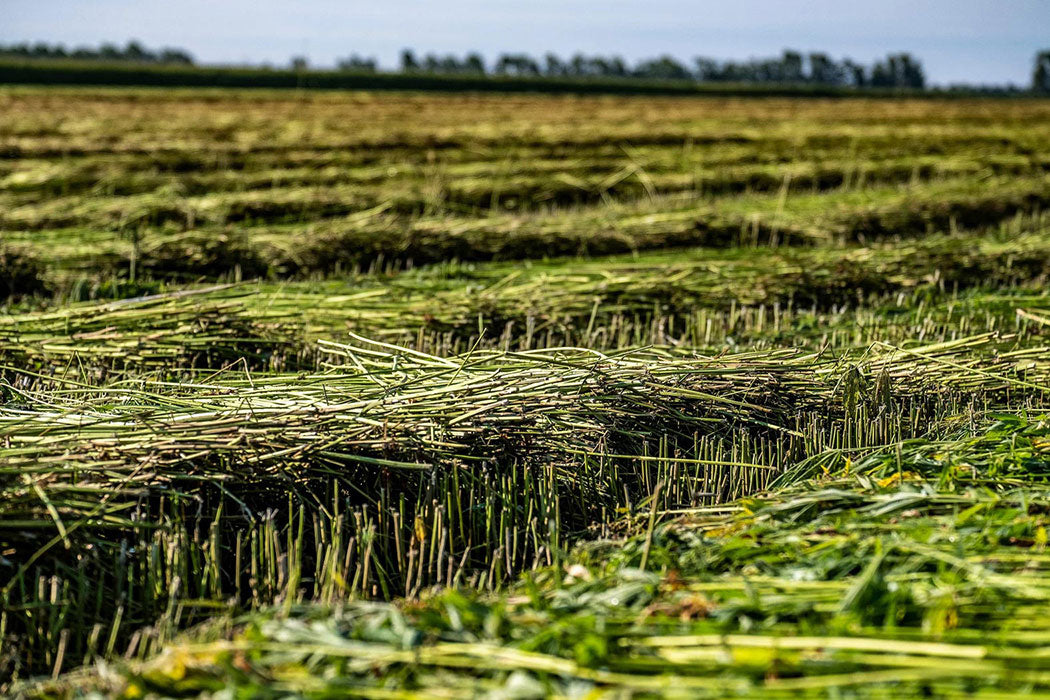 hemp fiber hemp fabrics