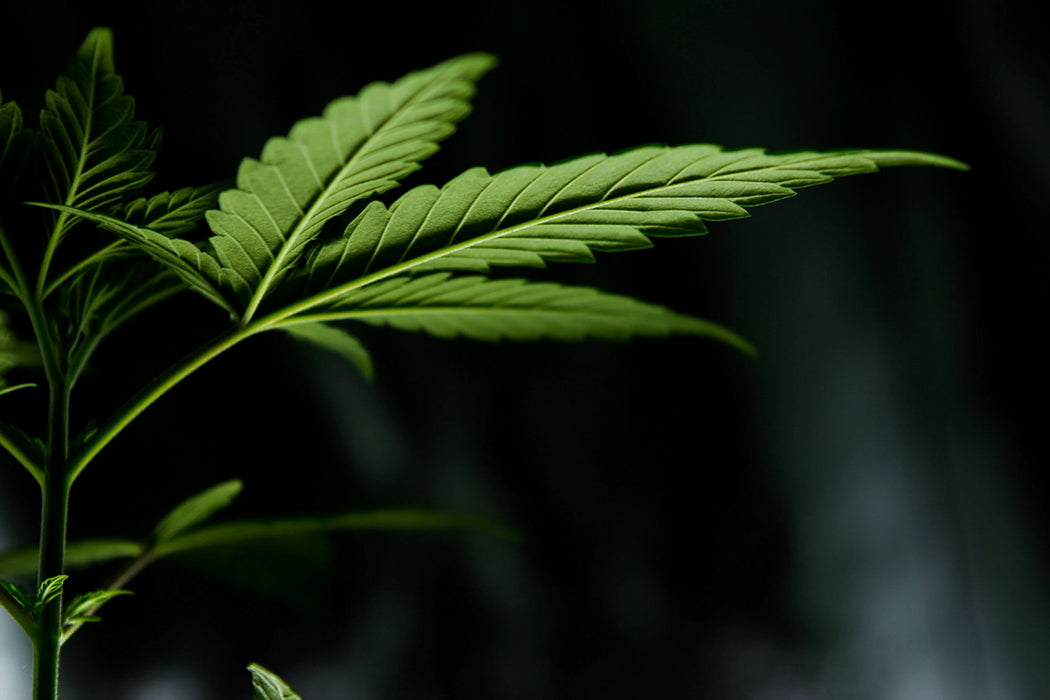 hemp fiber hemp fabrics
