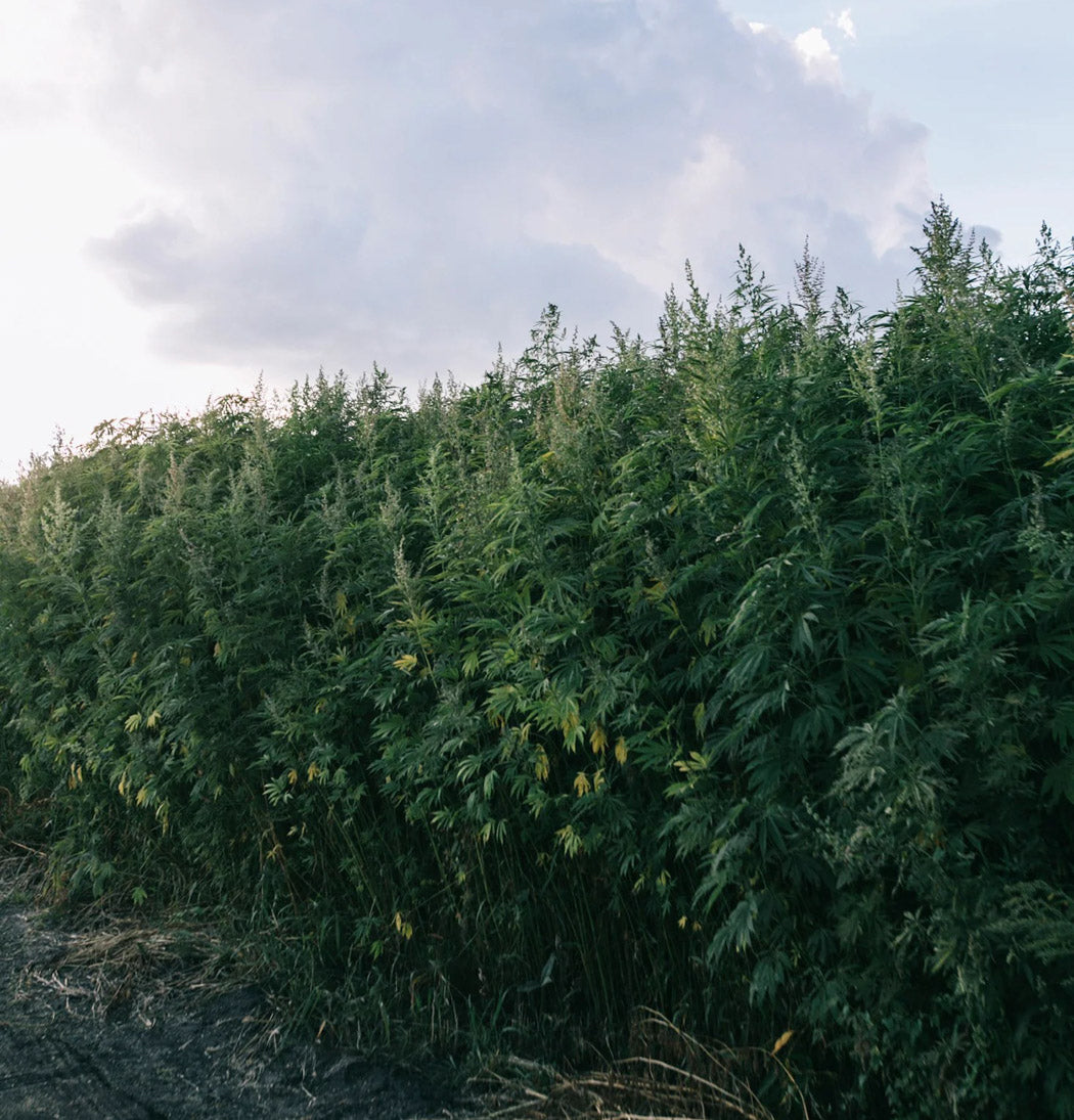 hemp fiber hemp fabrics