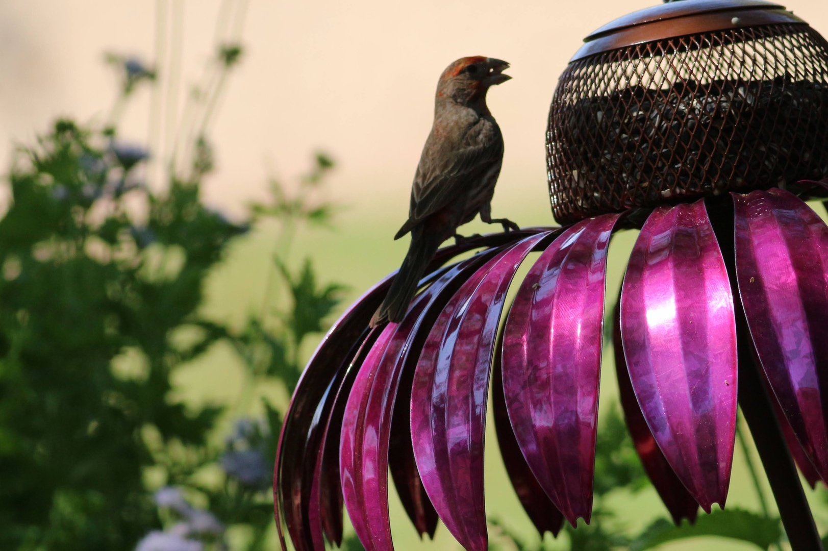 Bird Feeder Coneflower