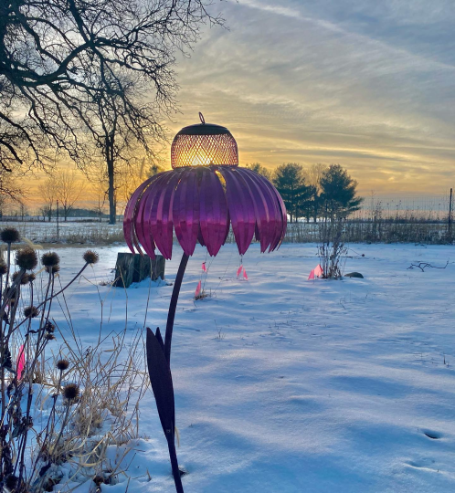 Bird Feeder Coneflower