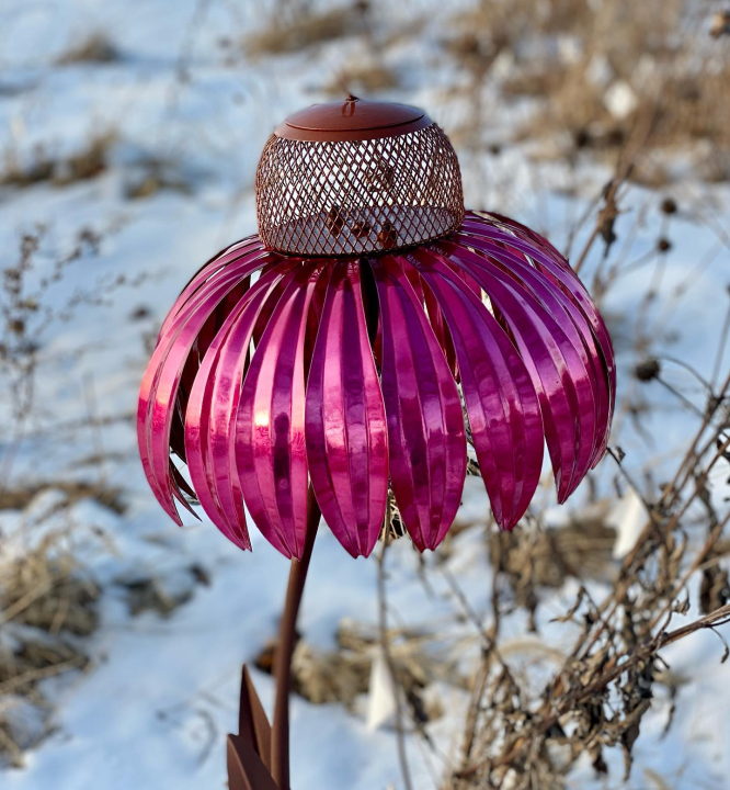 Bird Feeder Coneflower