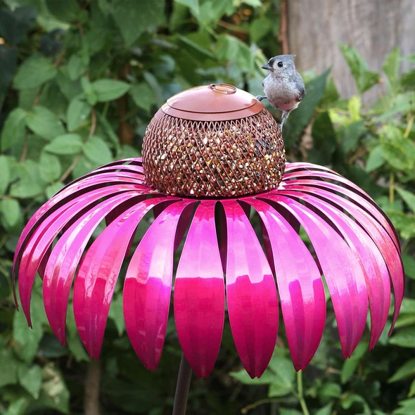 Bird Feeder Coneflower