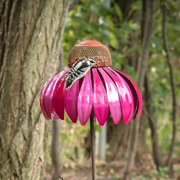 Bird Feeder Coneflower