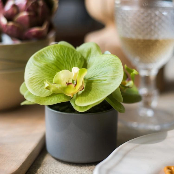 Potted Flower Mini Real Touch Potted Orchid in Green