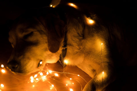 pet-fire-safety-1