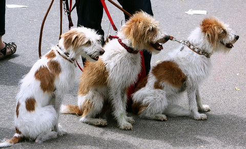 pet-fire-safety-2