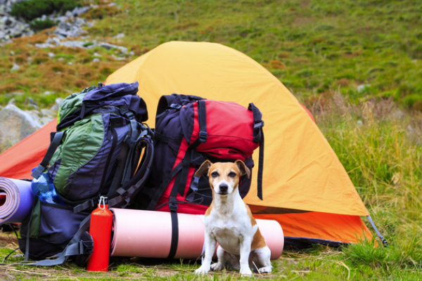 6 consejos para acampar en invierno con tu perro