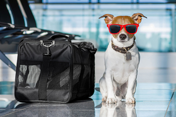Sie müssen einige Regeln kennen, bevor Sie mit Ihren Hunden reisen