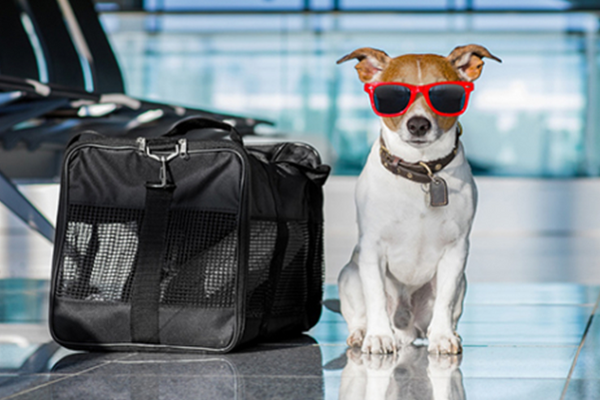 Debe conocer algunas reglas antes de viajar con sus perros