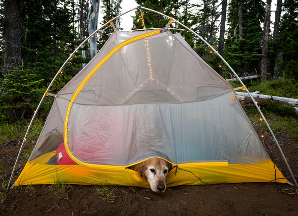 6 Tipps für Camping im Winter mit Hund