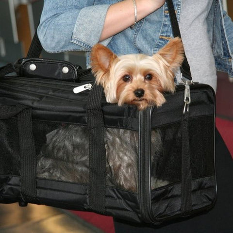 You Need to Know Some Rules Before Traveling with Your Dogs