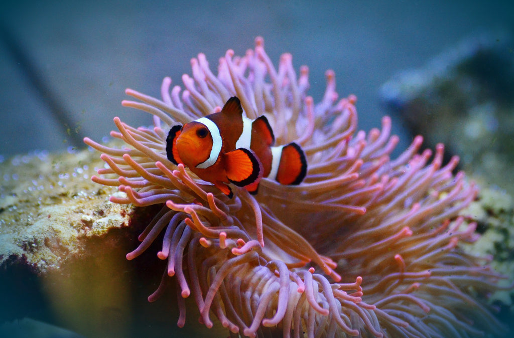 how to take care of clownfish in an aquarium
