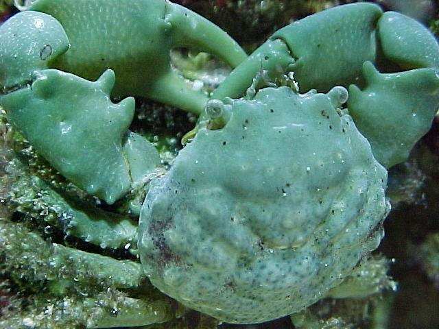 Emerald Crab