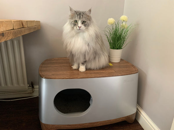 iKuddle is the Smartest Litter Box Around!