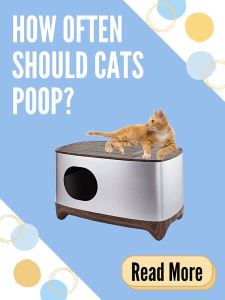 Poop cat