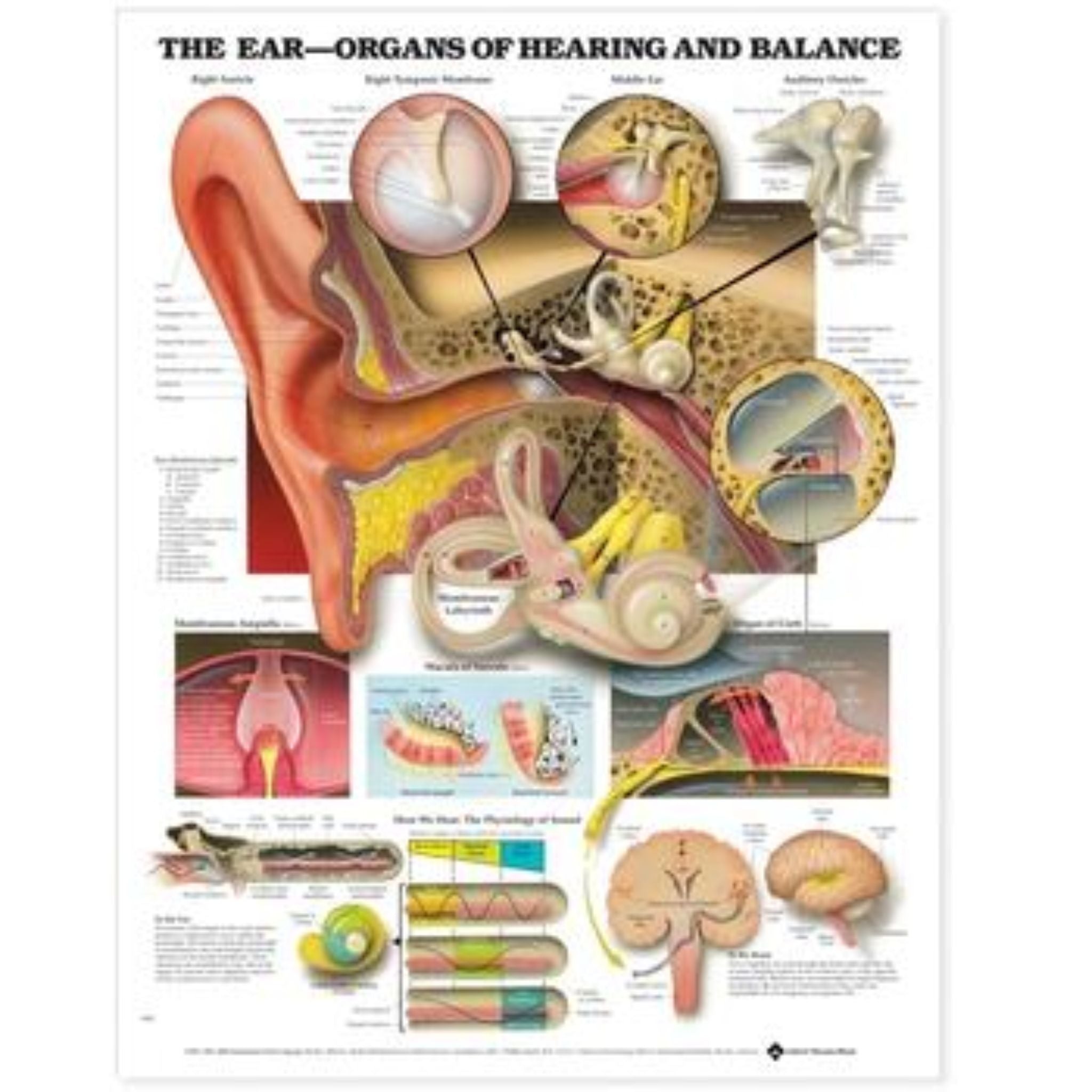 The Ear-Organs of Hearing & Balance