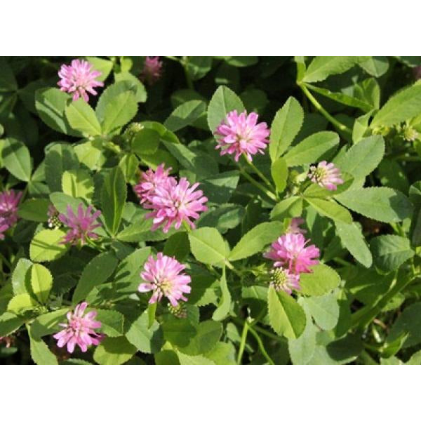 Mihi Persian Clover Seeds