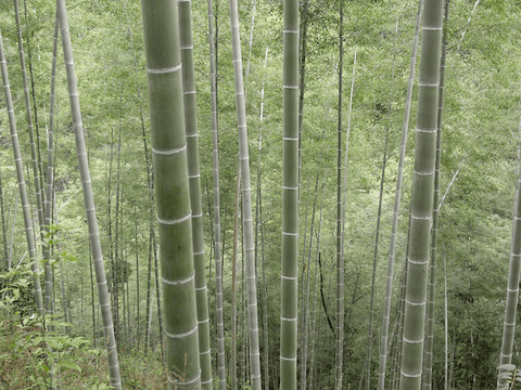 Bamboo, Responsibly Grown: The Impact of FSC Certification - bambu