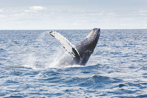 Blue Whales making a comeback