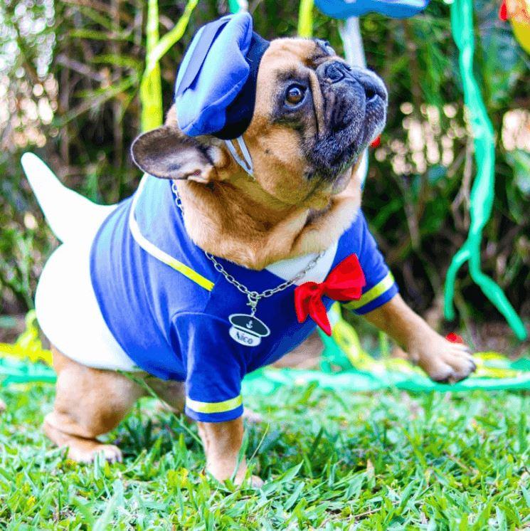 Dog Donald Duck Halloween Costume for French Bulldog- Frenchiely.com