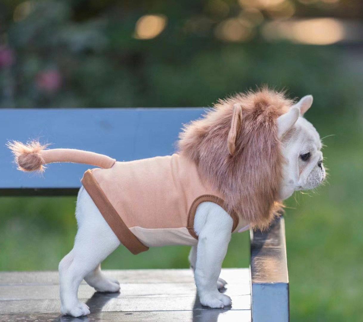 french bulldog lion costume with tail by Frenchiely.com