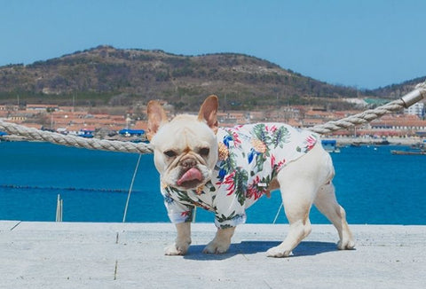 Frenchiely dog shirts banner 