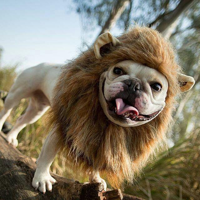 Dog Halloween Lion Costume for Pugs Frenchies