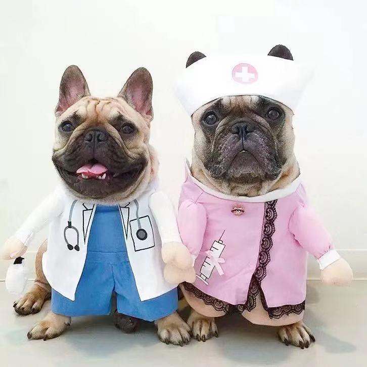 dog funny-doctor-and-nurse-french-bulldogs