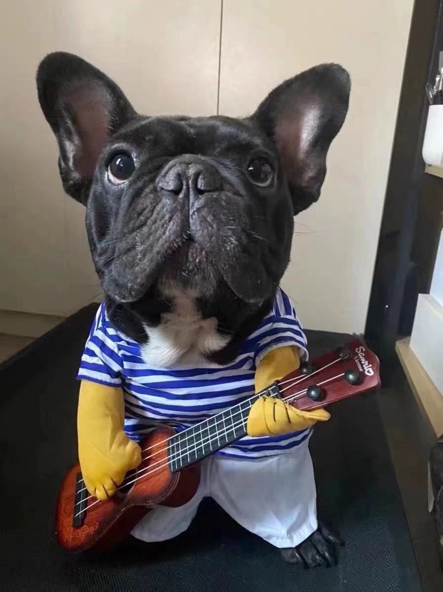 dog guitar costume for french bulldogs 