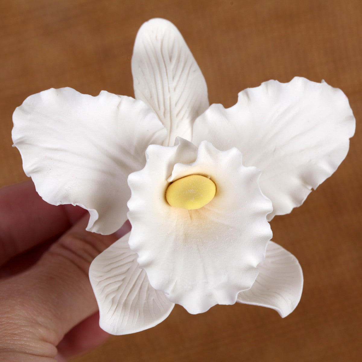  Large Cattleya Orchids - White 