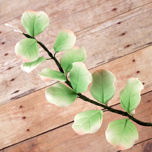  Eucalyptus Leaves 