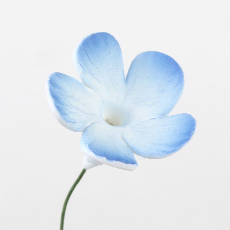  Periwinkle Flowers 