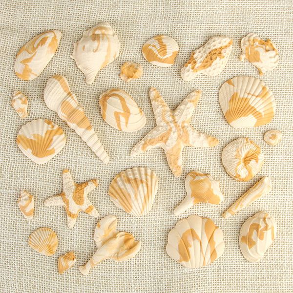  Marble Caramel Sea Shells 