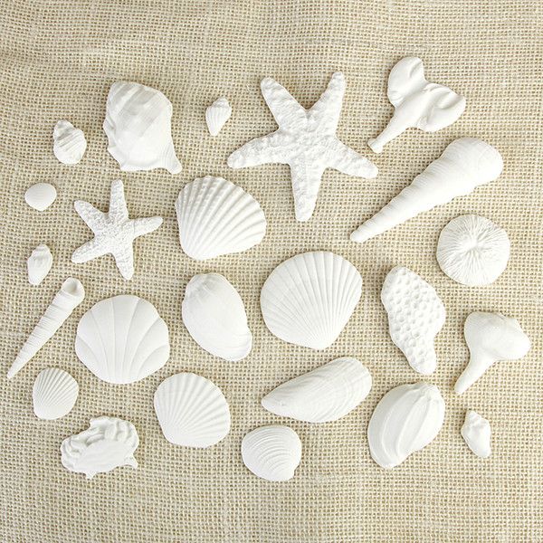  White Sea Shells 