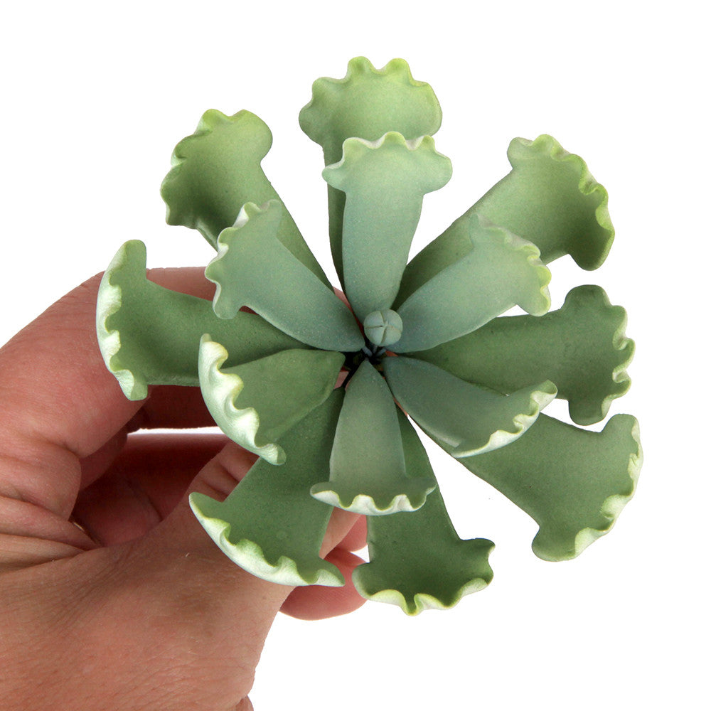  Crinkle Leaf Succulent 