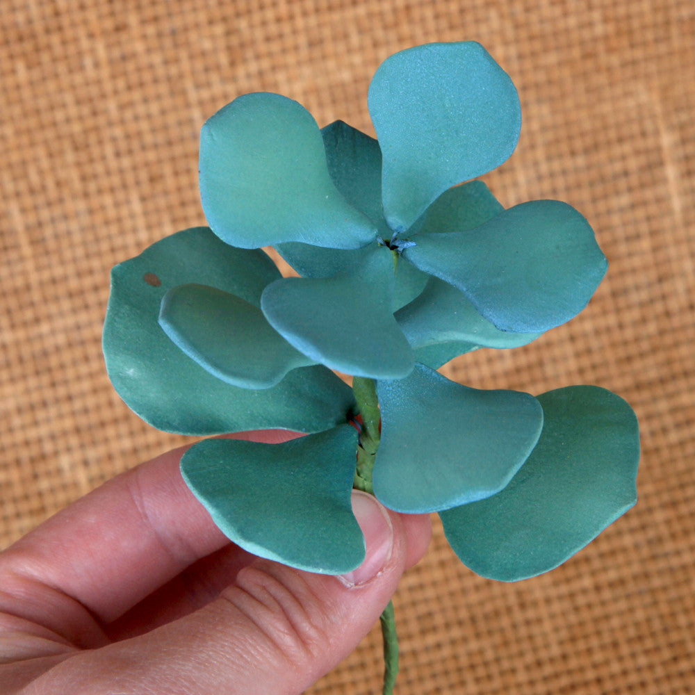  Jade Succulent Plant 