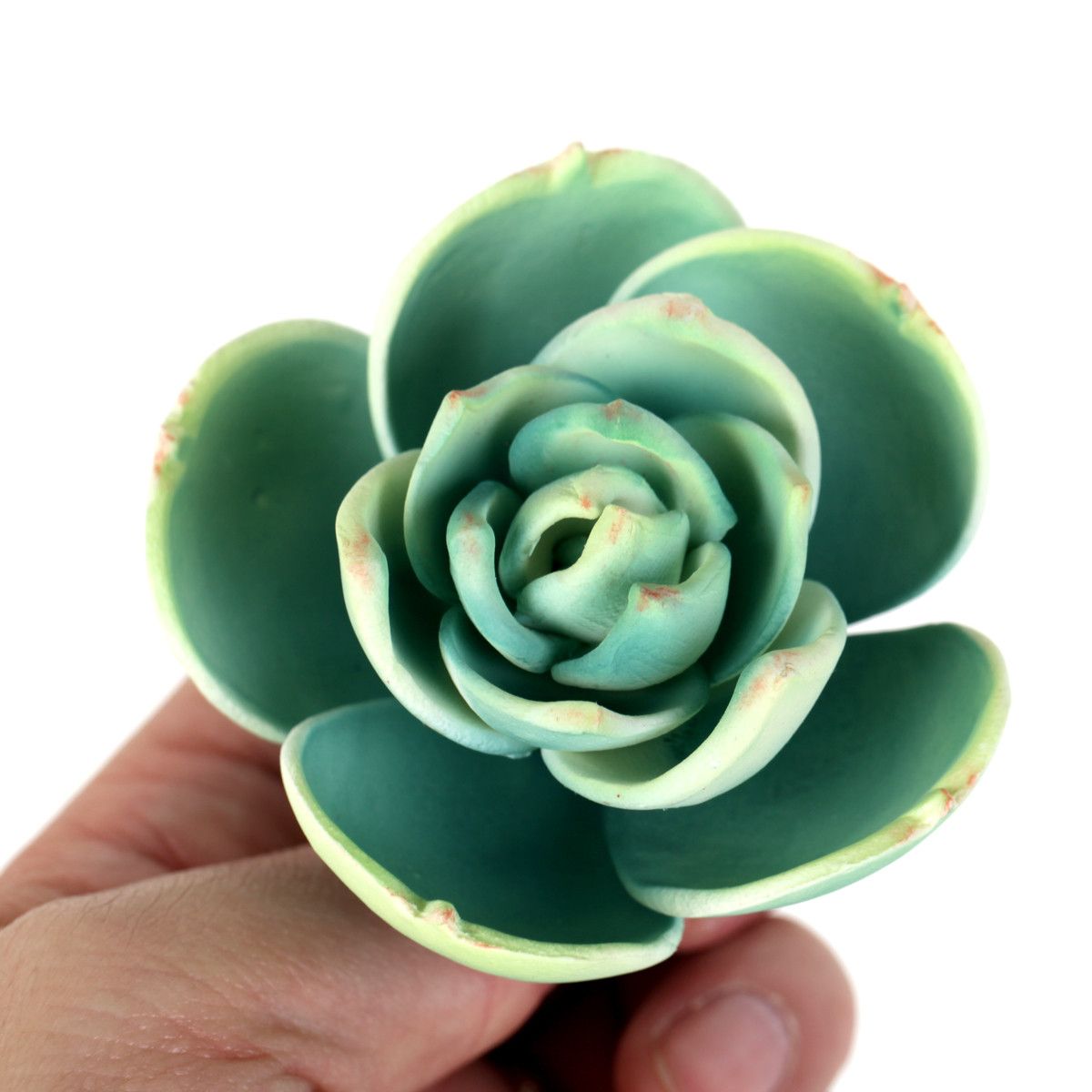  Small Succulent - Green 